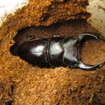 2016年2月下旬の国産オオクワガタ羽化状況（菌糸ビンからマット飼育へ切り替え）