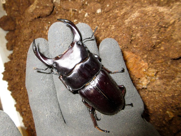 福岡県久留米産75ミリ