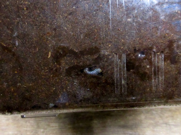 飼育容器の側面から見えるアマミヒラタクワガタの幼虫