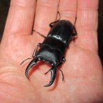 天然の屋久島産ヒラタクワガタの産卵開始（産卵木の加水や埋め込み方法なども紹介）
