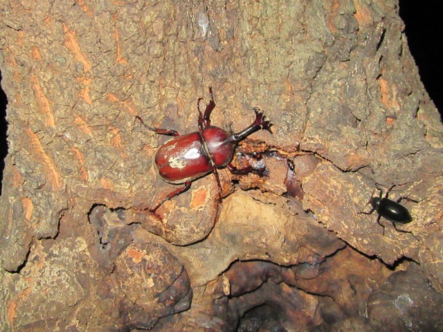 赤いカブトのオス