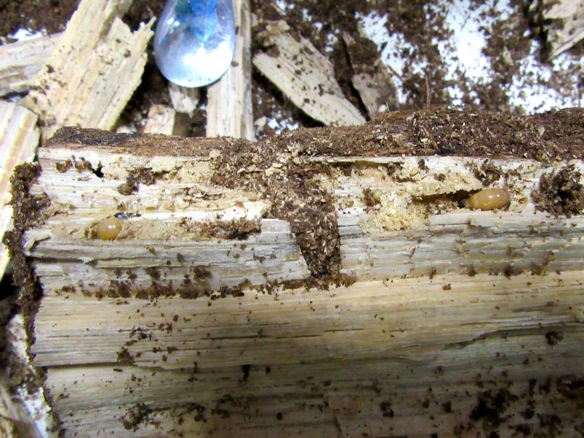 固い朽ち木から出て来た幼虫