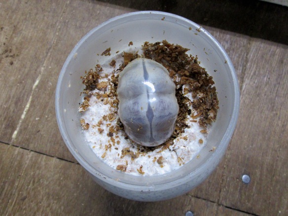 菌糸ビン850ccに投入したサキシマヒラタクワガタの幼虫