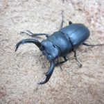 アマミシカクワガタの産卵方法（産卵木の加水やセット方法を紹介）
