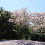桜吹雪とトクノシマノコギリの幼虫飼育（マット交換の様子）