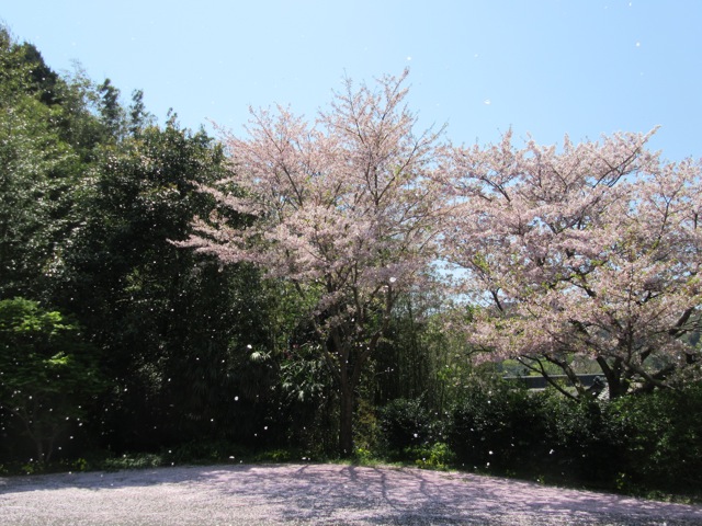 桜の花吹雪