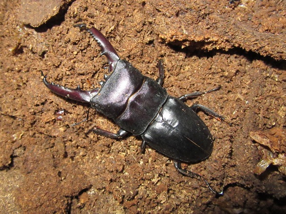 ゴトウヒラタクワガタ宇久島産72ミリ