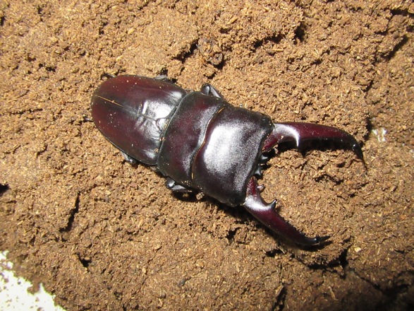 ゴトウヒラタクワガタ宇久島73ミリ