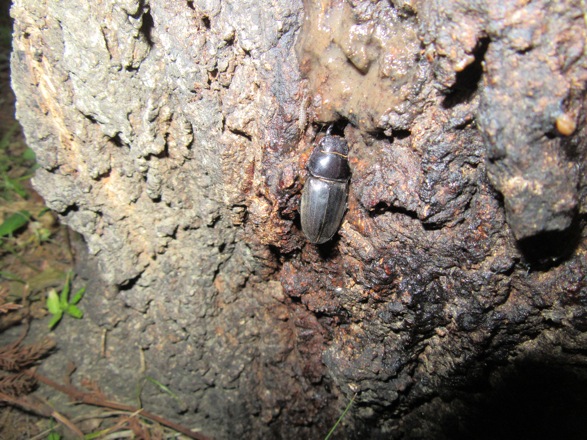 樹液で発見したメス