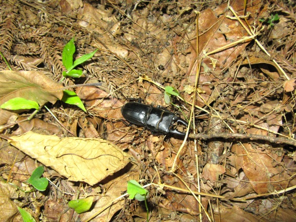 木から落ちて来たオス