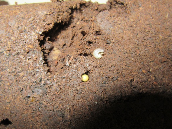 トカラノコギリクワガタの卵と孵化したばかりの幼虫です。