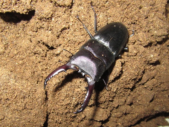 ゴトウヒラタ宇久島産72ミリ