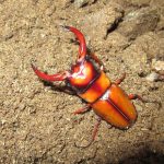 トカラノコギリクワガタのマット→菌糸ビンへの切り替え飼育の羽化状況