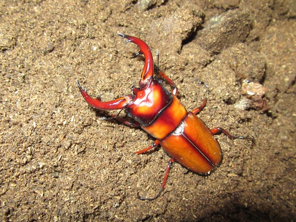 トカラノコギリ悪石島66ミリの画像