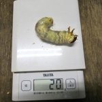 アマミノコギリとトクノシマノコギリの幼虫の菌糸ビン交換