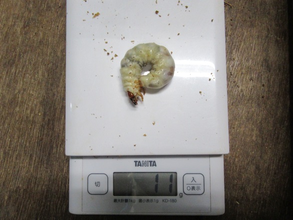 11グラムの幼虫