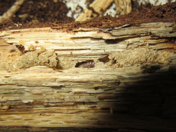 朽ち木の中の幼虫