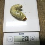 本土ヒラタなど幼虫のマット交換と暖房時のサーキュレーション