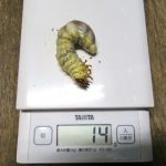 離島産ノコギリクワガタの菌糸ビン→マットボトルへの交換