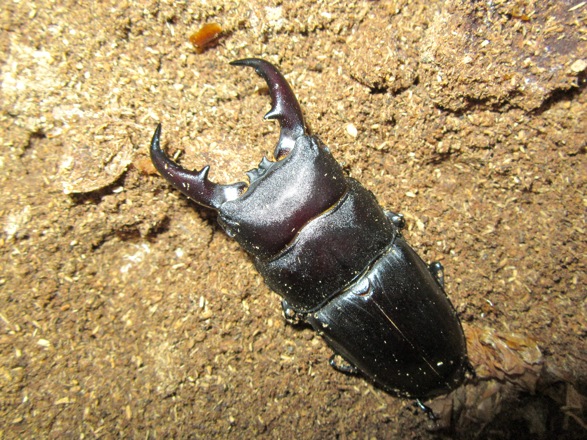 オキナワヒラタ(久米島産)67ミリ