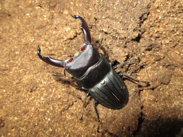 スジブトヒラタクワガタ(徳之島産)60ミリ