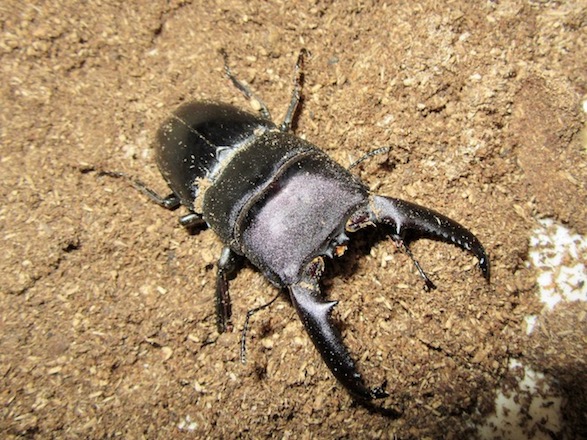 ゴトウヒラタクワガタ（若松島）70ミリ