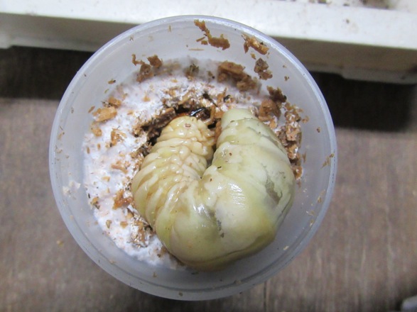 幼虫を菌糸ビンに開けた穴に入れます。