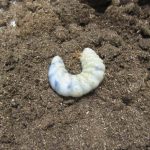 トカラノコギリクワガタの大型終齢幼虫のマット交換の紹介