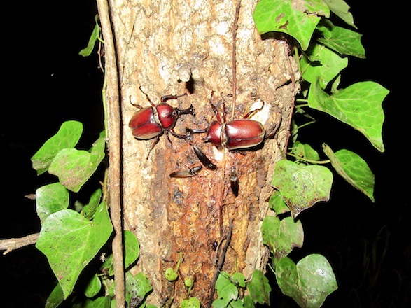 小型のカブトのオス2匹