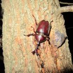 8月の雑木林は、カブトムシ一色です。【夜間の樹液採集の様子】