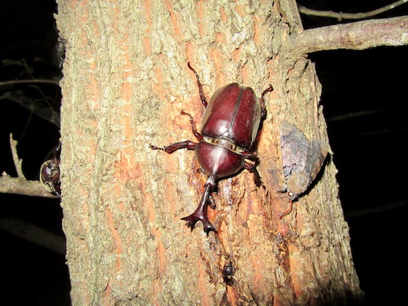 樹液に集まるカブトのオス