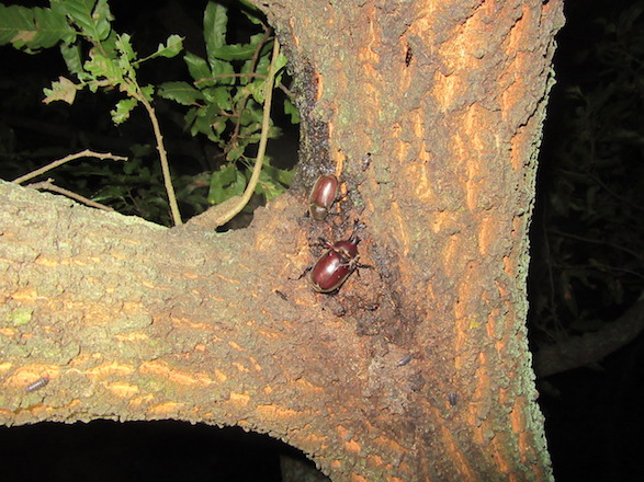 樹液に集まるカブトのペア