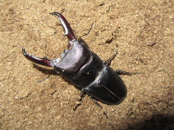 ゴトウヒラタクワガタ（若松島）75ミリ