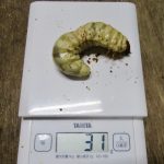 国産オオクワ幼虫の2018年10月の菌糸ビン（エサ）交換の様子