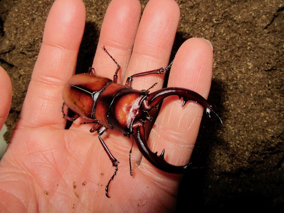 トカラノコギリ悪石島産70ミリ