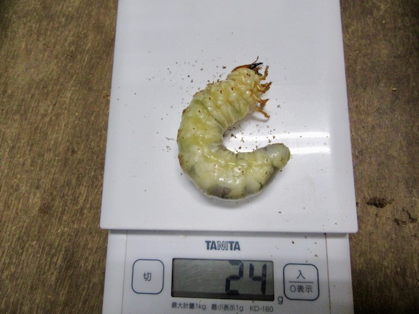 24グラムの幼虫