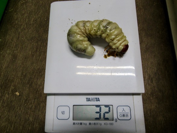32グラムの幼虫