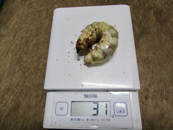 31グラムの幼虫