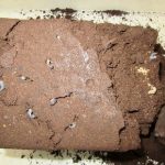 トカラノコギリクワガタ（中之島産）の幼虫の割り出しの様子と幼虫の一時保管の説明