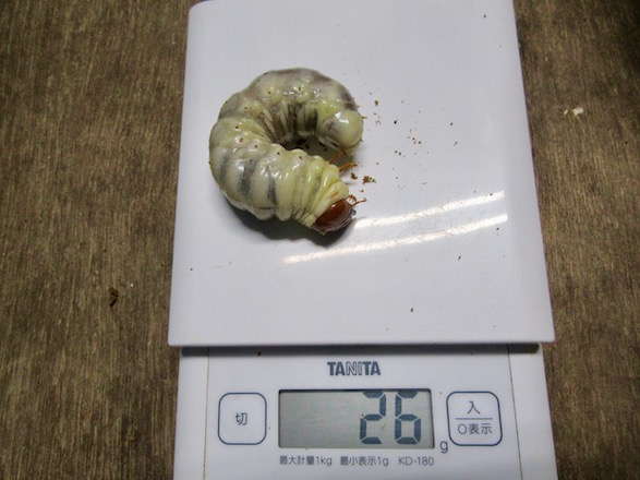 アマミヒラタの終齢26g