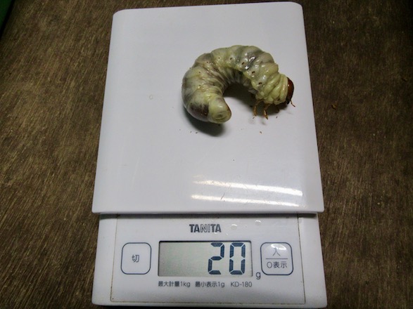 タカラヒラタの終齢20g