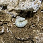 トカラコクワの幼虫の菌糸ビン交換（大型幼虫の飼育状況）
