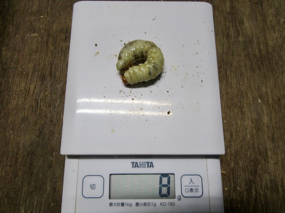 終齢8グラム