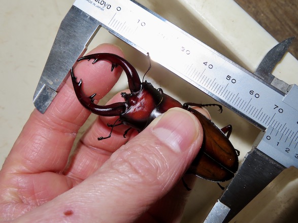 トカラノコギリ中之島産72ミリ