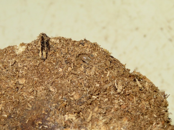 産卵木の表面に見えるオオクワガタの初齢幼虫