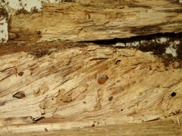 産卵木から姿を見せる大量のオオクワガタの初齢幼虫