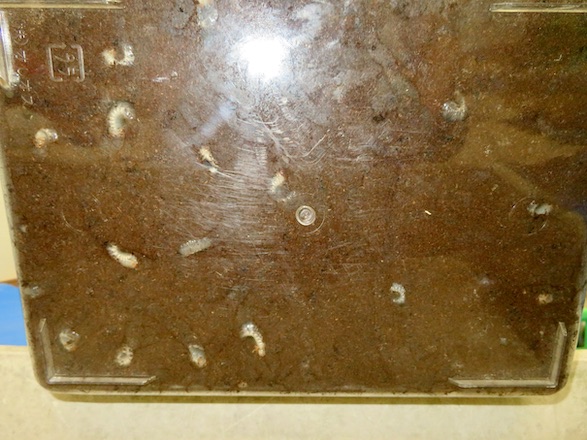 容器の底から見えるツチヤカブトの幼虫