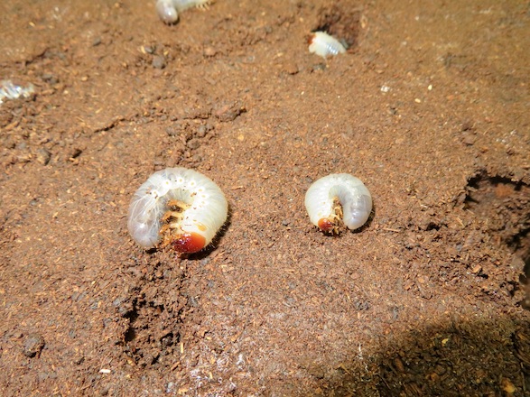 ツチヤカブトの初齢幼虫と二齢幼虫の比較画像