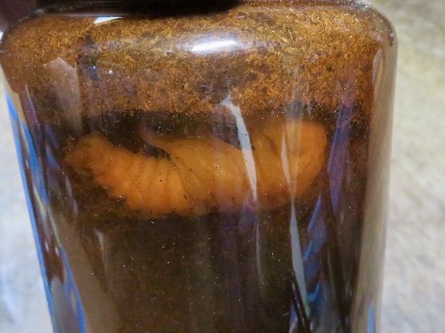 ボトルの中のクワガタの蛹