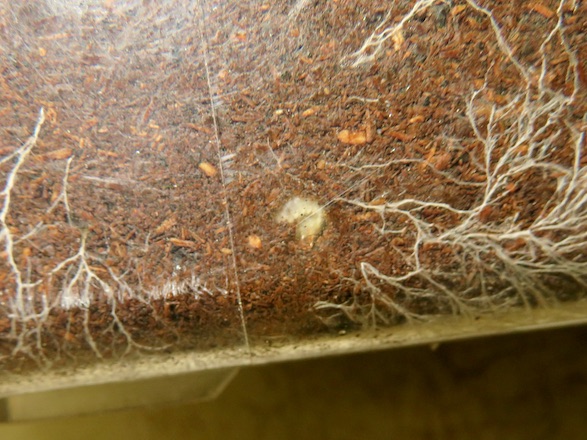 容器の側面から見えるオオクワガタの初齢幼虫